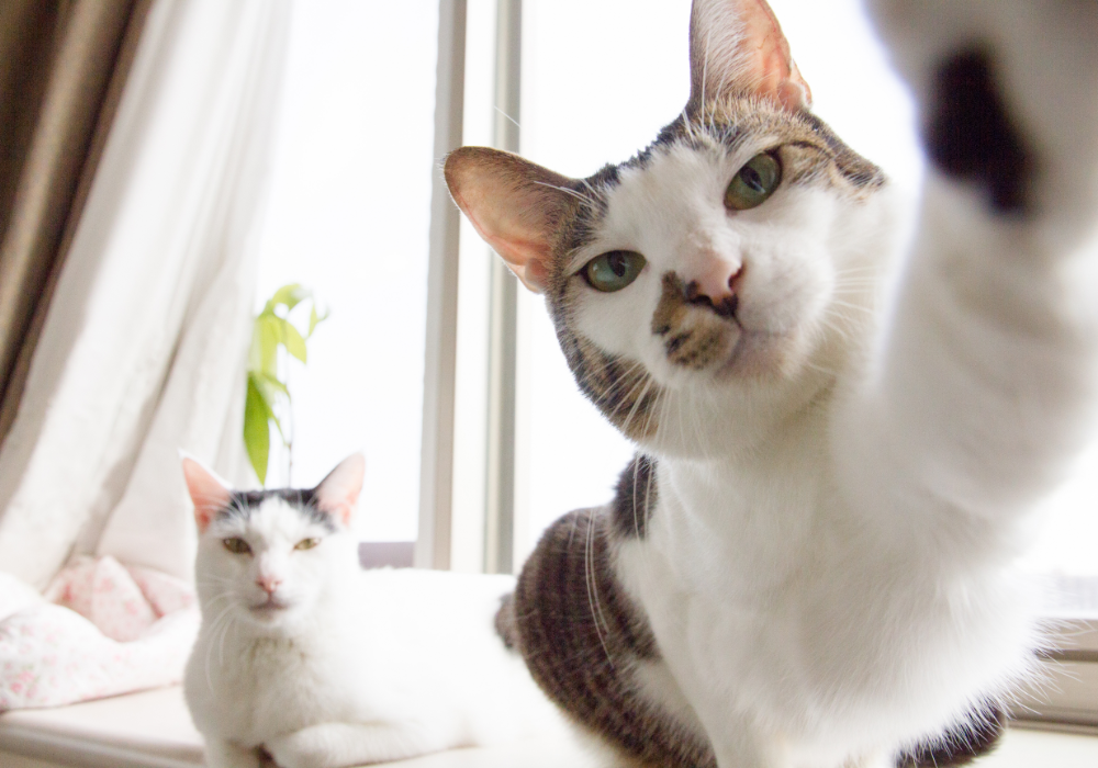 How To Apologize To A Cat 11 Ways To Apawlegize AnimKy