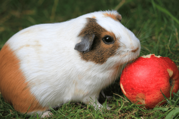 guinea-pig-and-apple can guinea pigs eat apple